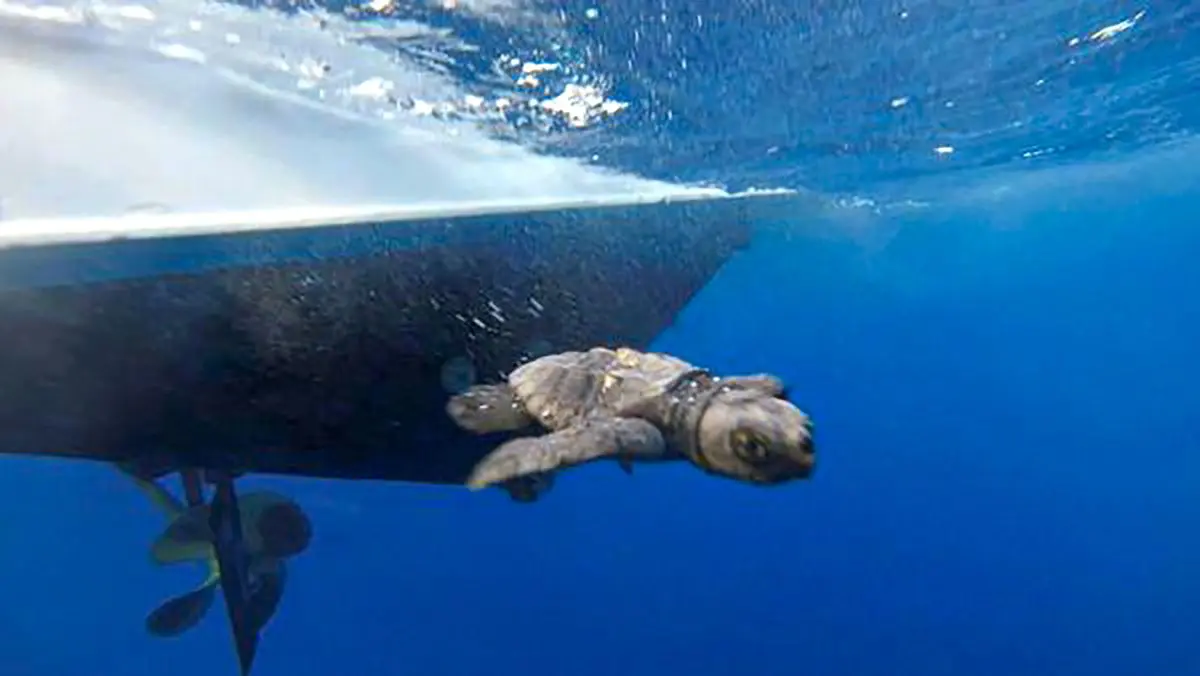 Malta: Extreme Heat Puts Sea Turtles at Risk Malta: Extreme Heat Puts Sea Turtles at Risk
