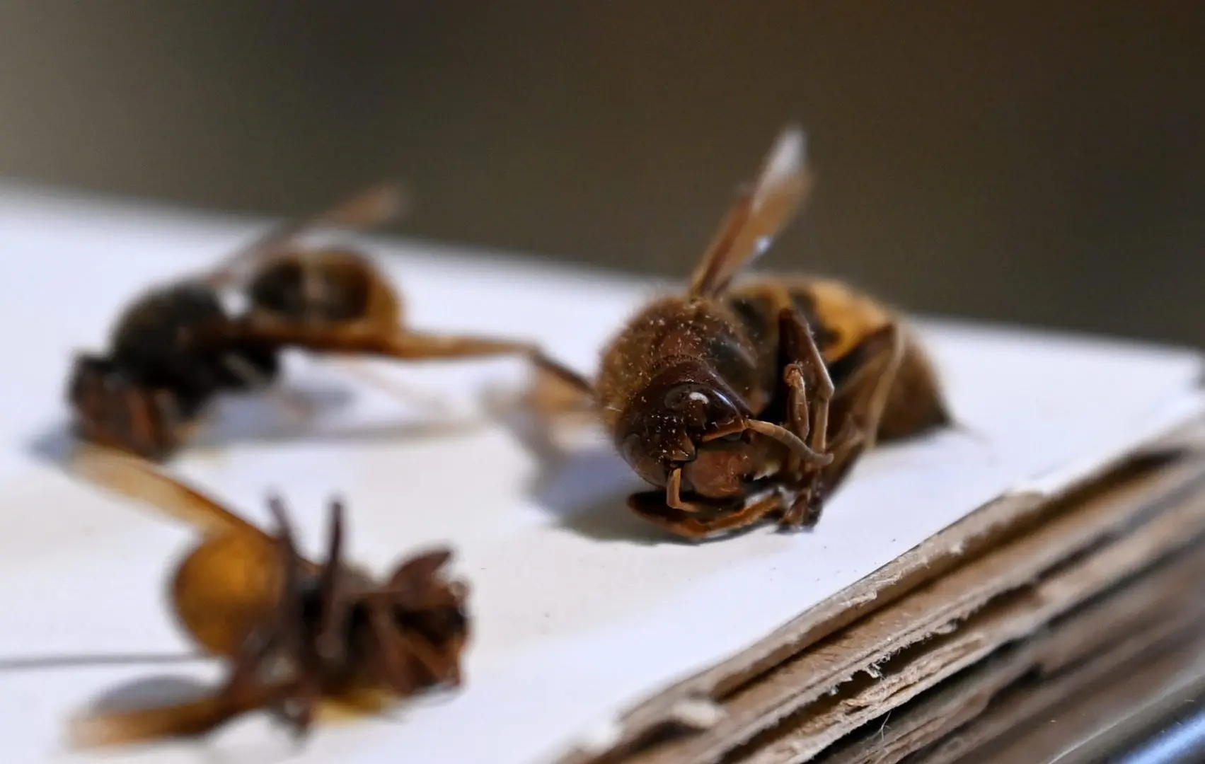 Malta, beekeepers call for action against the Asian hornet Malta, beekeepers call for action against the Asian hornet